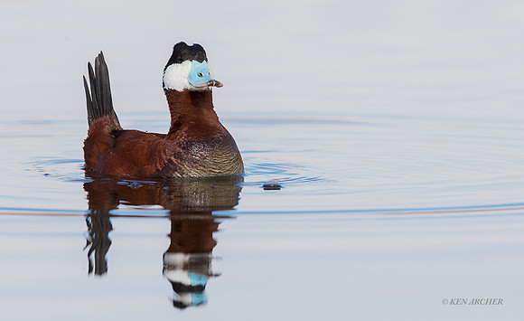 RYDK00558 - Ruddy Duck