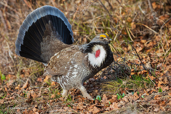 DYGC00861 - Dusky Grouse