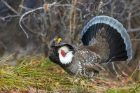 DYGC00799 - Dusky Grouse