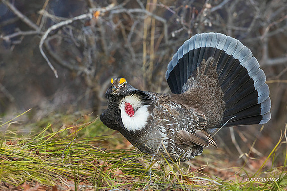 DYGC00799 - Dusky Grouse