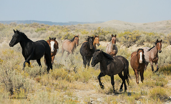 WHSB00570 - Wild Horses Sandwash Basin