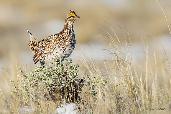 STGR02049 - Sharp-tailed Grouse