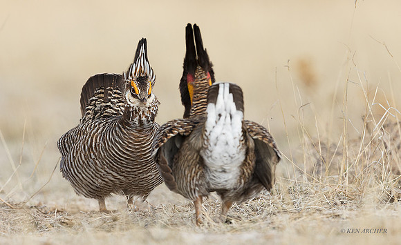 GRPC00015 - Greater Prairie Chickens