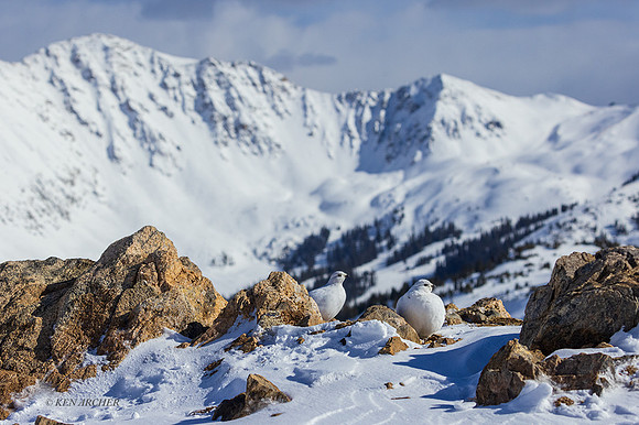 WTPM00082 - White-tailed Ptarmigan