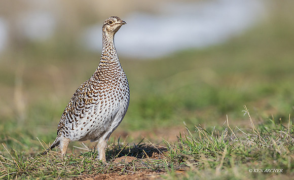 STGR02205 - Sharp-tailed Grouse