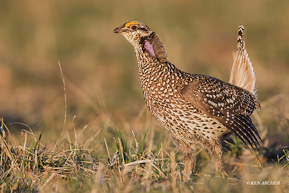 STGR01064 - Sharp-tail Grouse