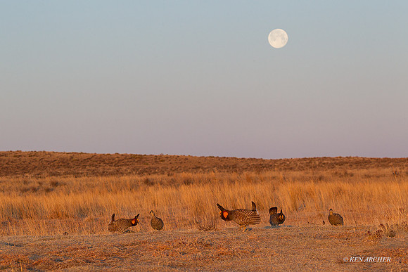 GRPC00086 - Greater Prairie Chickens