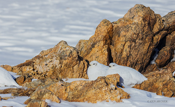 WTPM00154 - White-tailed Ptarmigan