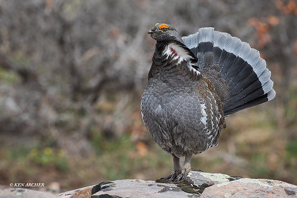 DYGC00008 - Dusky Grouse