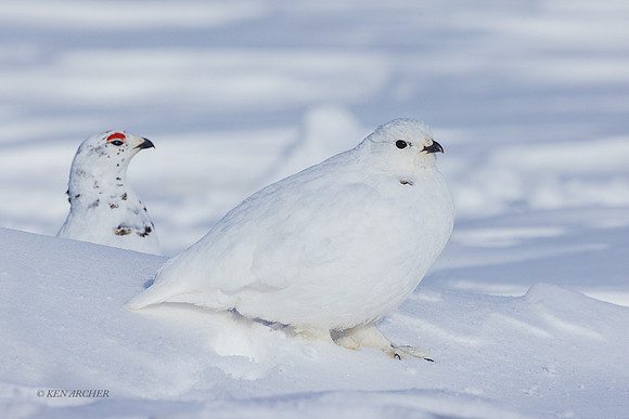 WTPM00227 - White-tailed Ptarmigan