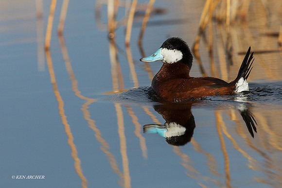 RYDK00564 - Ruddy Duck