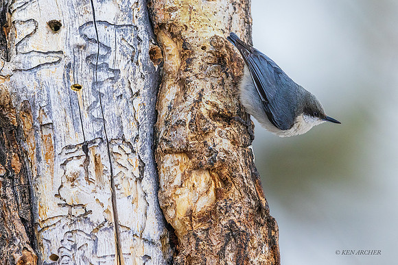 PYNH00002 - Pygmy Nuthatch