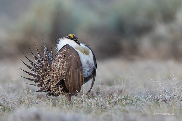 SGCO00013 - Greater Sage Grouse