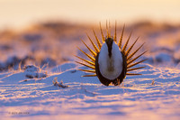 SGCO01802a - Greater Sage Grouse