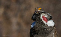 DYGC00776 - Dusky Grouse