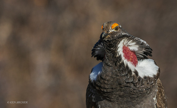DYGC00776 - Dusky Grouse