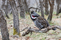 DYGC00005 - Dusky Grouse