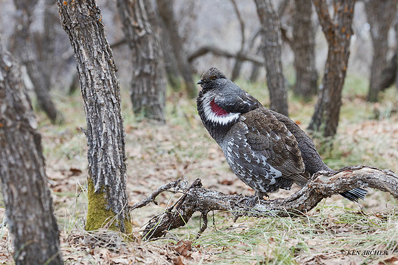DYGC00005 - Dusky Grouse