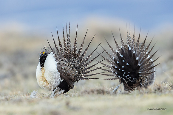 SGCO02993 - Greater Sage Grouse