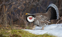 DYGC00785 - Dusky Grouse