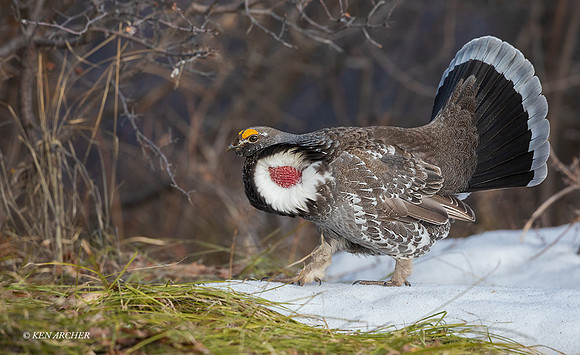 DYGC00785 - Dusky Grouse