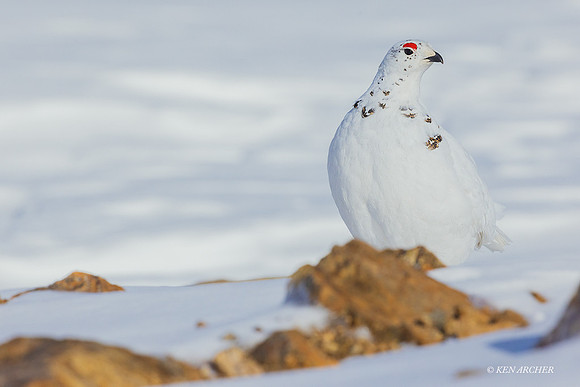 WTPM00191 - White-tailed Ptarmigan