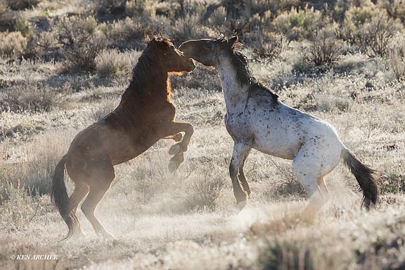 WHSB00007 - Wild Horse, Sand Wash Basin