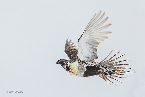 SGCO04284 - Greater Sage Grouse