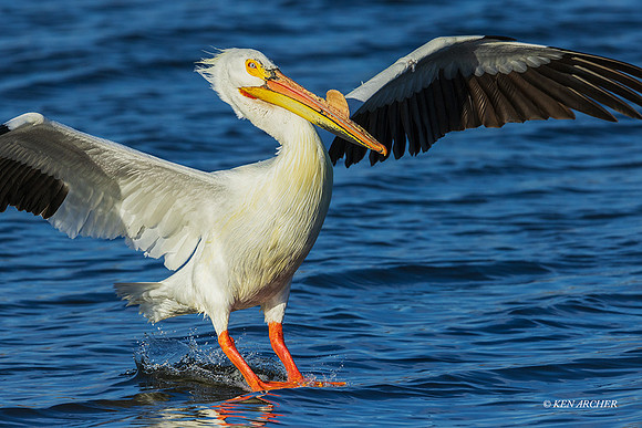 AWP01126 - American White Pelican
