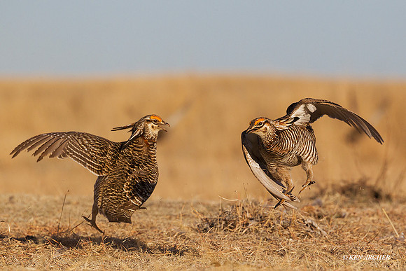 GRPC00079 - Greater Prairie Chickens