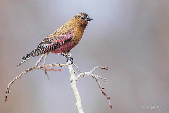 BCRF00012 - Brown-capped Rosy Finch