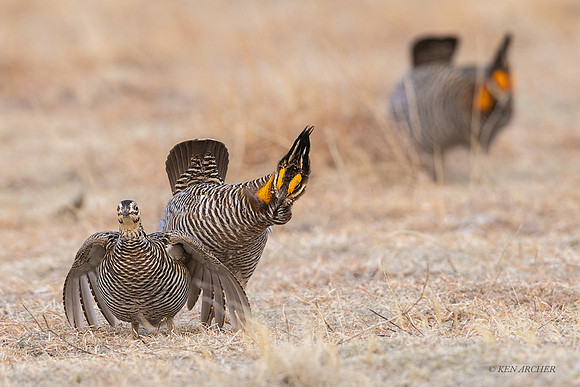 GRPC02839 - Greater Prairie Chicken
