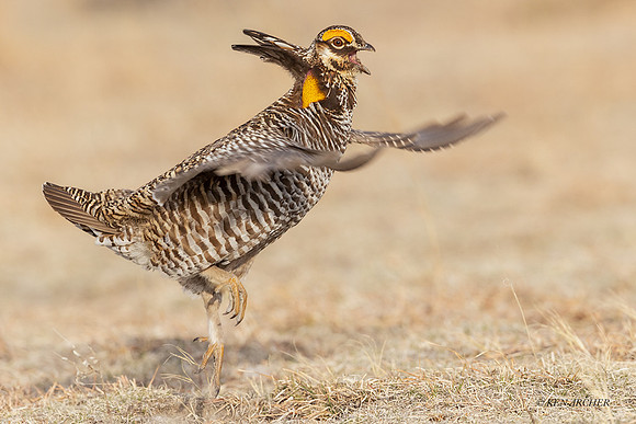 GRPC03305 - Greater Prairie Chicken