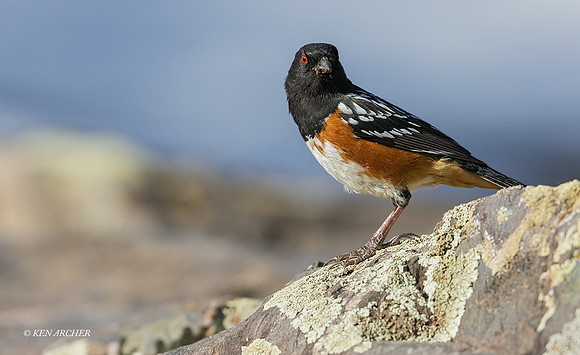 SPTH00187 - Rufous-sided Towhee