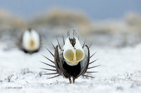 SGCO04071 - Greater Sage Grouse
