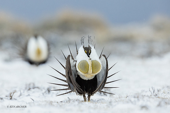SGCO04071 - Greater Sage Grouse