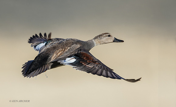 GDWL01661 - Gadwall Duck