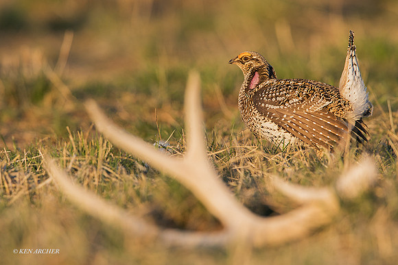 STGR01088 _ Sharp-tail Grouse