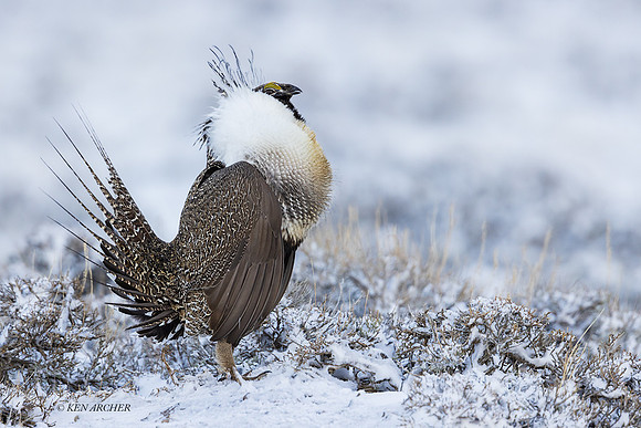 SGCO03643 - Greater Sage Grouse