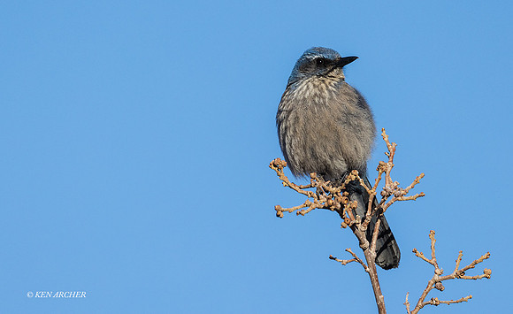 SCJY00052 - Western Scrub Jay