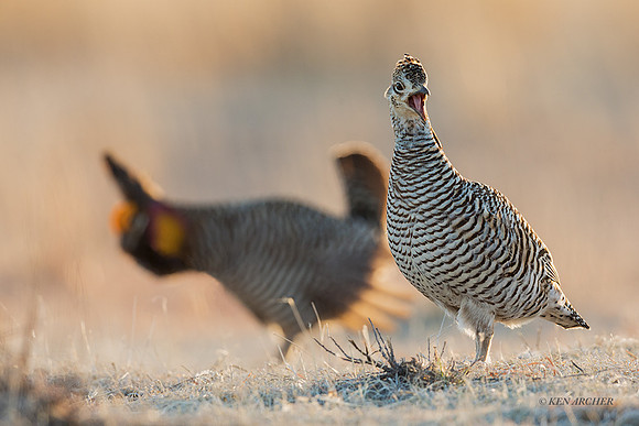 GRPC00061 - Greater Prairie Chickens