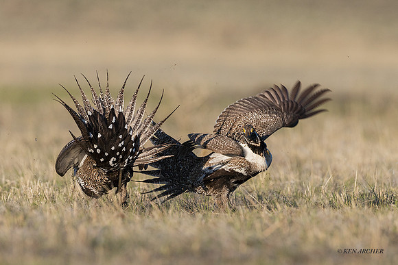 SGCO00071 - Greater Sage Grouse