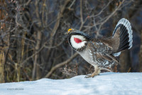 DYGC00755 - Dusky Grouse