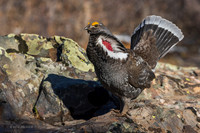 DYGC00908 - Dusky Grouse