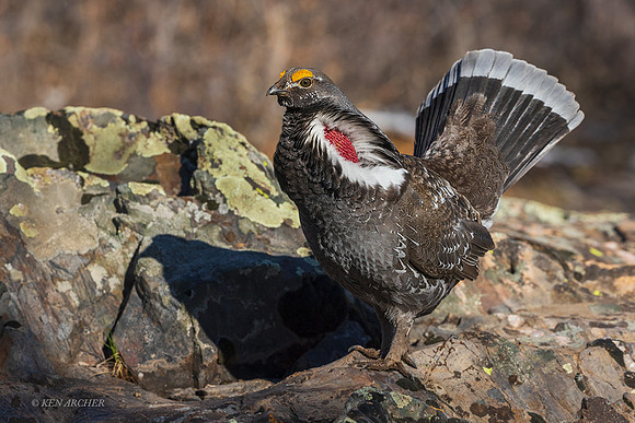 DYGC00908 - Dusky Grouse