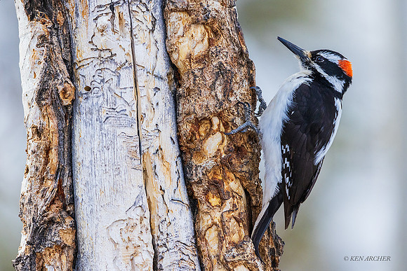 HYWP00107 - Hairy Woodpecker