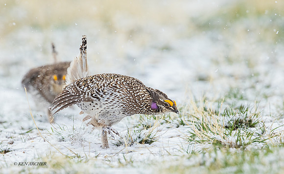 STGR01613 - Sharp-tailed Grouse