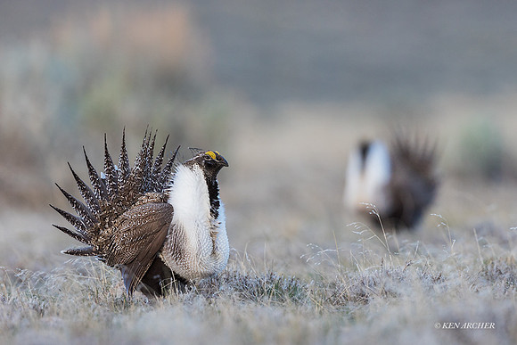 SGCO00014 - Greater Sage Grouse