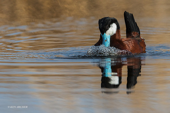 RYDK00562 - Ruddy Duck