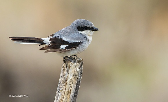 LHHR00135 - Loggerhead Shrike